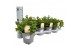 Mentha spicata maroc 