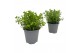 Origanum vulgare 
