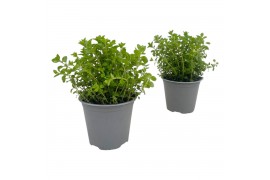 Origanum vulgare
