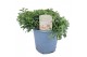 Origanum vulgare 