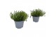 Thymus citriodorus 