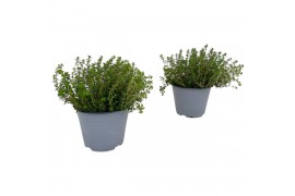 Thymus citriodorus