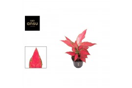Aglaonema cherry baby