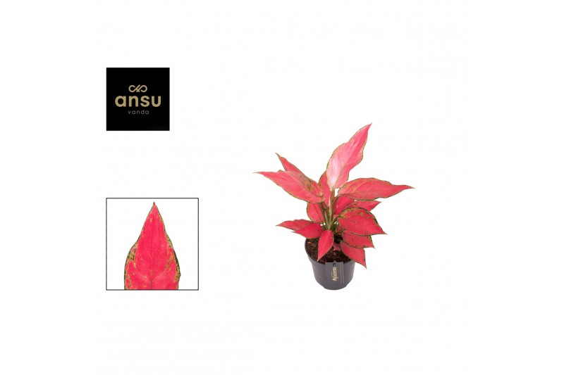 Aglaonema cherry baby 