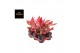 Aglaonema cherry baby 