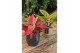 Aglaonema cherry baby 