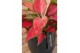 Aglaonema cherry baby 