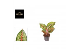 Aglaonema paradise red