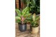Aglaonema paradise red 