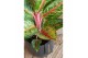 Aglaonema paradise red 