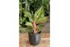 Aglaonema paradise red 