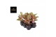 Aglaonema paradise red 