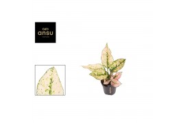 Aglaonema rosy