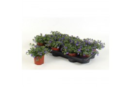 Lobelia richardii