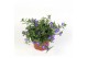 Lobelia richardii 