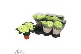Hydrangea hi white sun Wit 2-3 Bloem