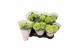 Hydrangea hi white sun Wit 2-3 Bloem 