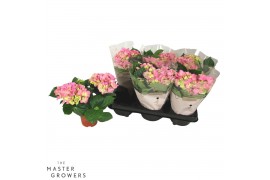 Hydrangea macr. early rosa Roze 2-3 Bloem