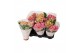 Hydrangea macr. early rosa Roze 2-3 Bloem 