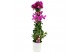 Bougainvillea sanderiana Glabra 
