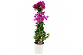 Bougainvillea sanderiana Glabra