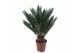 Cycas revoluta 9+ 