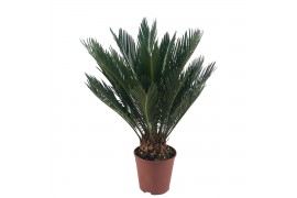 Cycas revoluta 9+