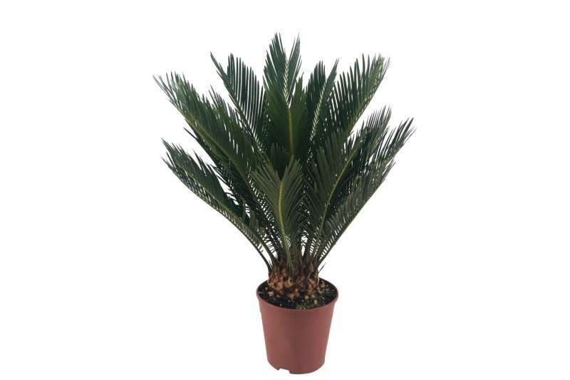 Cycas revoluta 9+ 