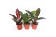 Philodendron mix 