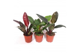Philodendron mix