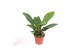 Philodendron imperial green 