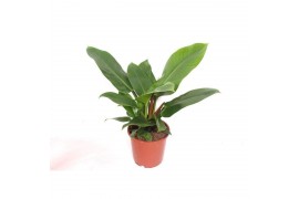 Philodendron imperial green