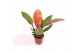 Philodendron prince of orange 