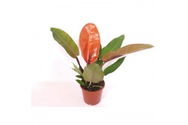 Philodendron prince of orange