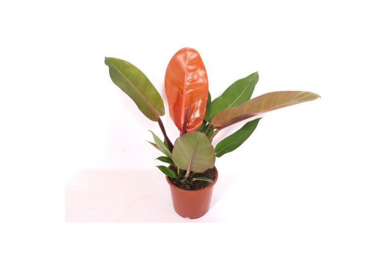 Philodendron prince of orange 