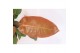 Philodendron prince of orange 