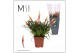 Vriesea multiflower shannon 
