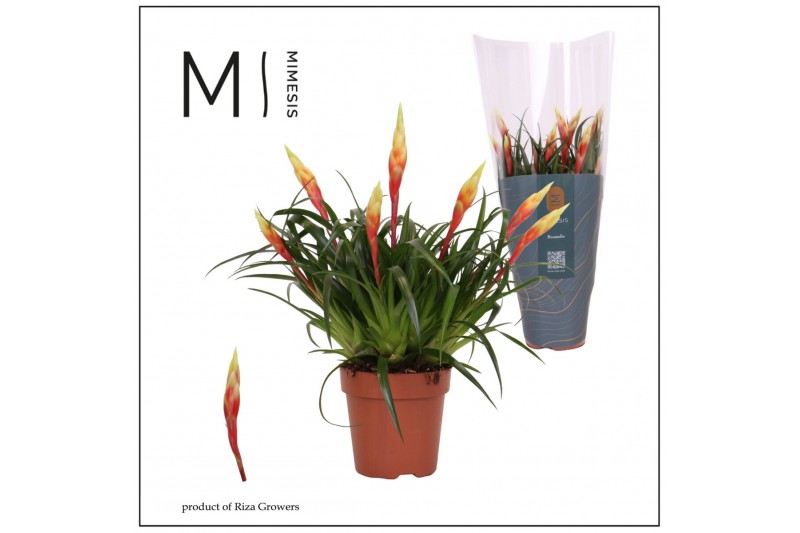 Vriesea multiflower shannon 