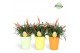 Vriesea multiflower shannon Florence keramiek - Easter + deco 