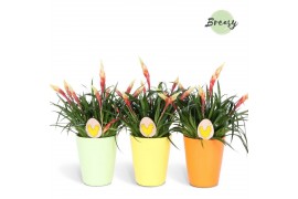 Vriesea multiflower shannon Florence keramiek - Easter + deco