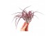 Tillandsia multiflora xl red 