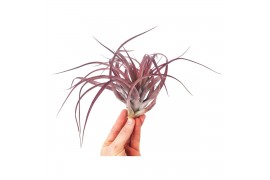 Tillandsia multiflora xl red