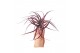 Tillandsia multiflora xl red 