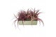 Tillandsia multiflora xl red 