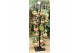 Arrangementen succulenten Kokodama Black Tree Large exclusief Kokodama 