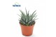 Haworthia fasciata big band 