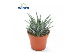 Haworthia fasciata big band