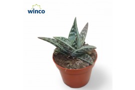 Aloe variegata