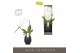 Phalaenopsis wit Formidablo - Niagara Falls - 1 tak, 12+ bloem - Abruz 