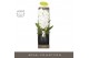 Phalaenopsis wit Formidablo - Niagara Falls - 1 tak, 12+ bloem - Abruz 